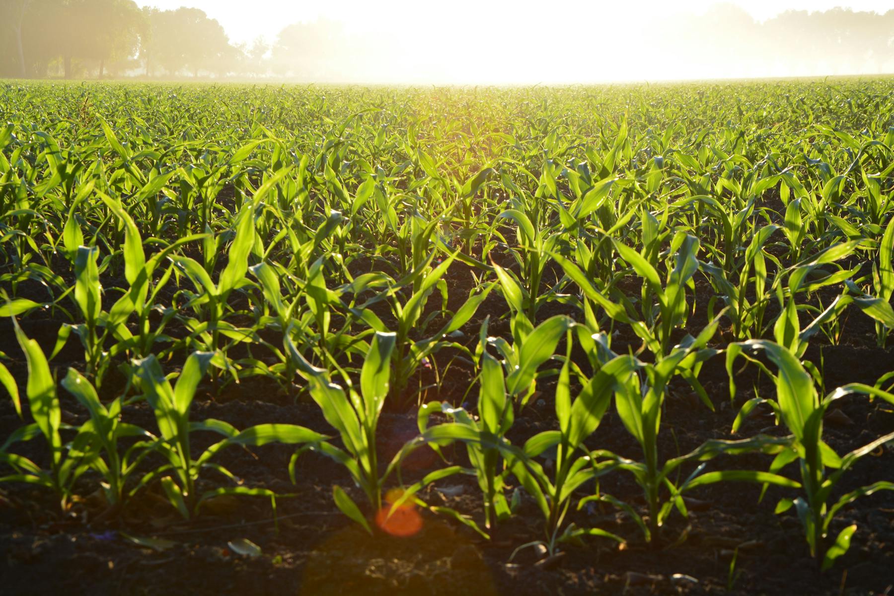 Crop production and field operations