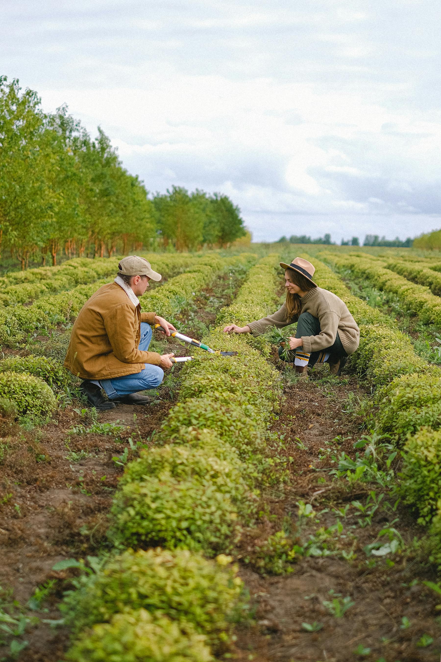 Agribusiness operations and field management